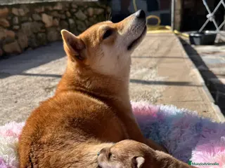 Shiba Inu perros Shiba inu bebé 🐣 - Anuncio 2