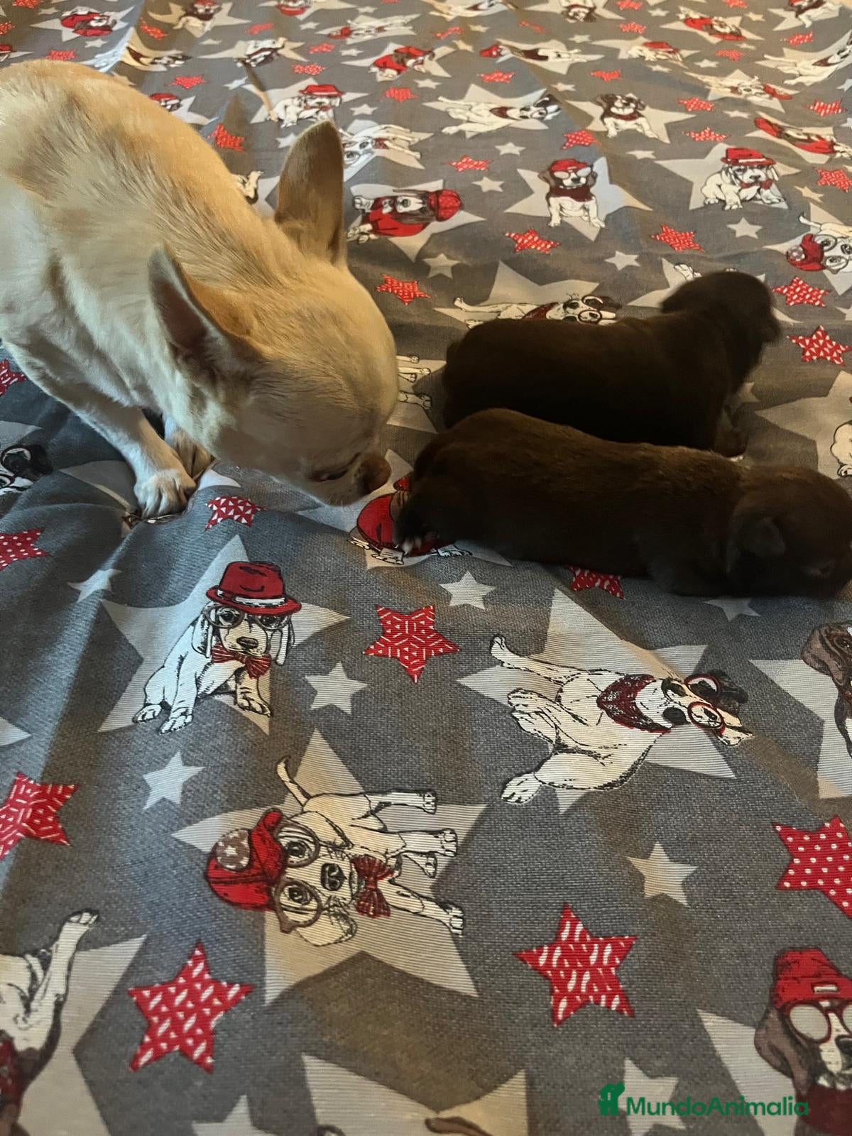 Chihuahua perros Chihuahua hembra - Anuncio 1