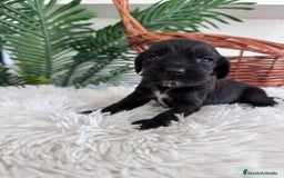 Cocker Spaniel Inglés perros en venta: COCKER SPANIEL INGLES - Imagen 6