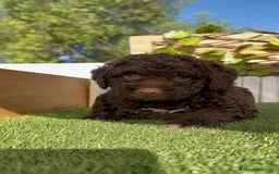 Perro de Agua Español perros en venta: PERRO DE AGUA HEMBRA - Imagen 11