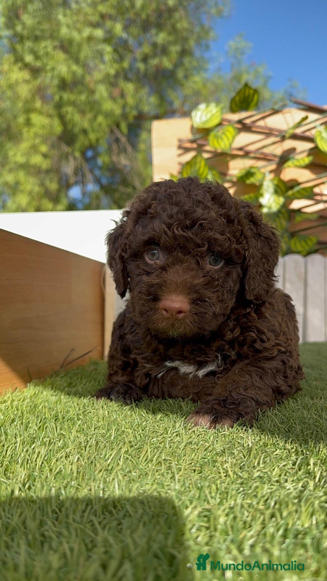 Perro de Agua Español perros en venta: PERRO DE AGUA HEMBRA - Imagen 11