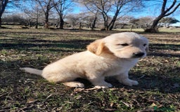 Golden Retriever perros en venta: Camadas de Golden - Imagen 5