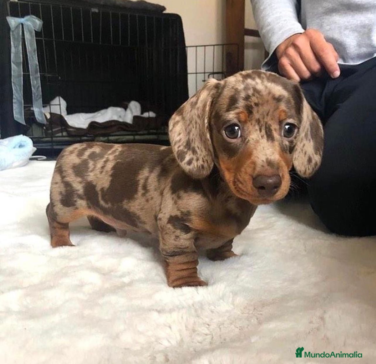 Teckel Miniatura perros Teckel mini en Illes Balears - Anuncio 7