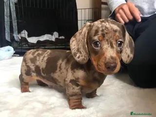 Teckel Miniatura perros Teckel mini en Illes Balears - Anuncio 5