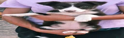 Border Collie perros en venta: Cachorros border collie económicos! 300€ - Anuncio 8