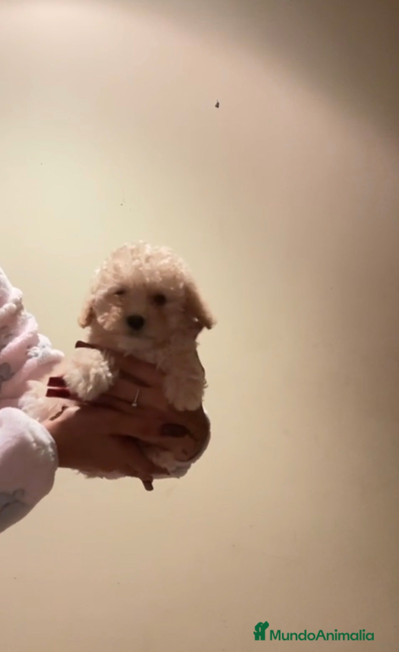 Caniche Toy perros Caniche toy  - Anuncio 2