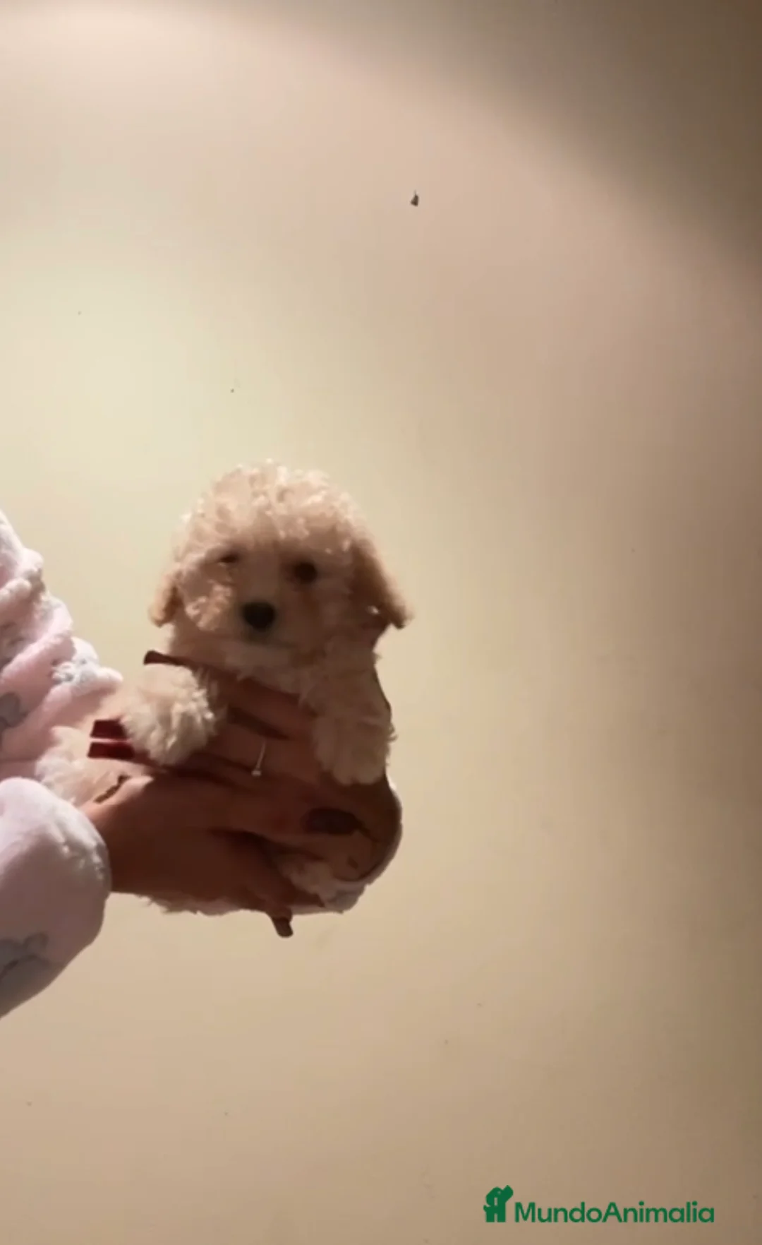 Caniche Toy perros en venta: Caniche toy  - Anuncio 2