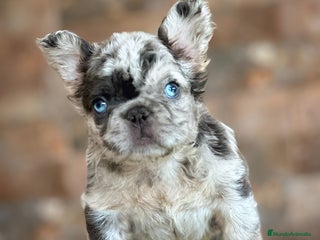 Bulldog Francés perros Exóticos bulldog francés ! - Anuncio 1