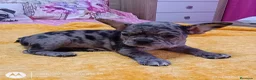 Bulldog Francés perros en venta: Bulldog francés merles🐶🐾 en Málaga - Anuncio 4