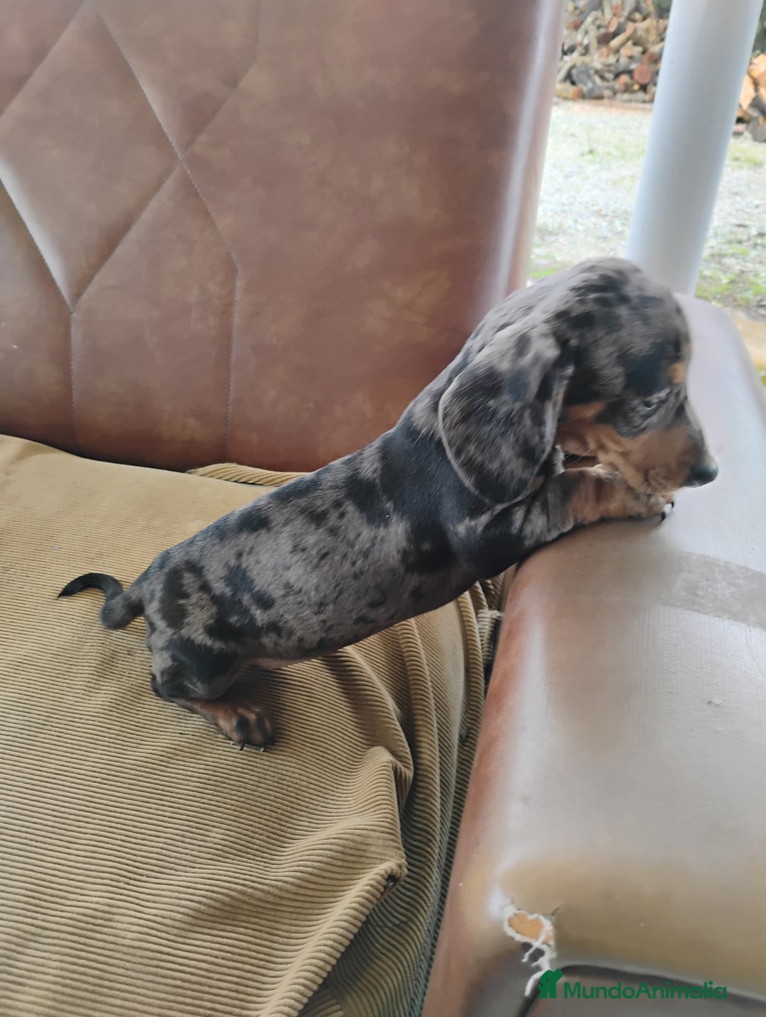 Teckel Miniatura perros en venta: Cachorrita teckel arlequín plata  - Anuncio 5