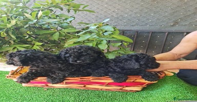Caniche Toy perros - Propaganda 8