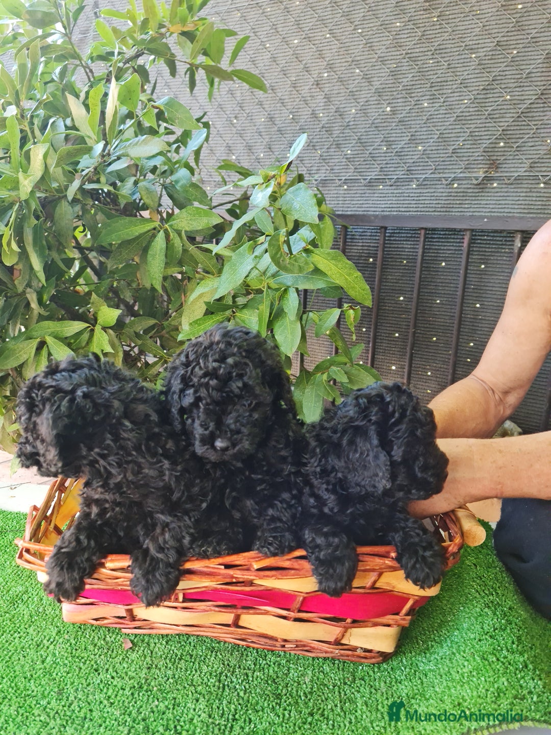 Caniche Toy perros en venta: Caniche - Imagen 3