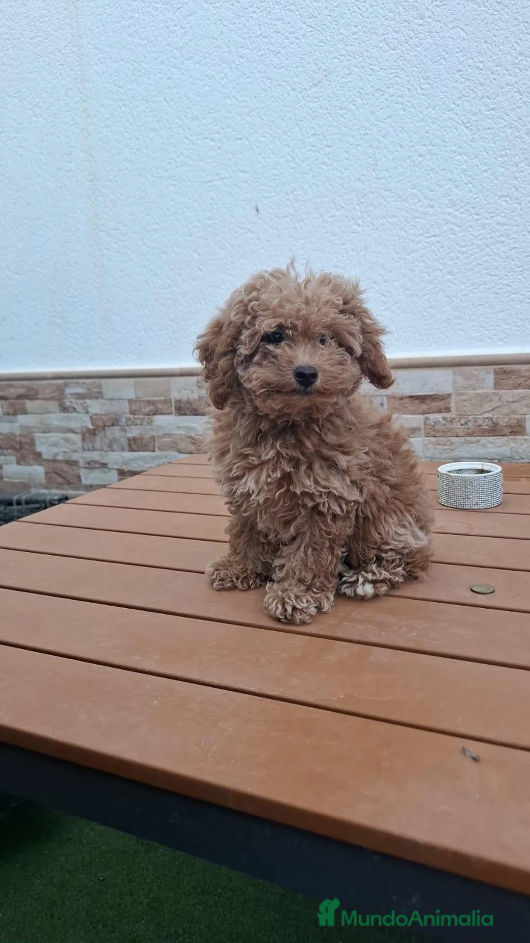 Caniche Toy perros en venta: Caniche toy - Anuncio 2