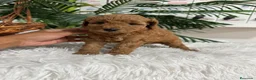 Caniche Enano perros en venta: CANICHE ENANO - Anuncio 11