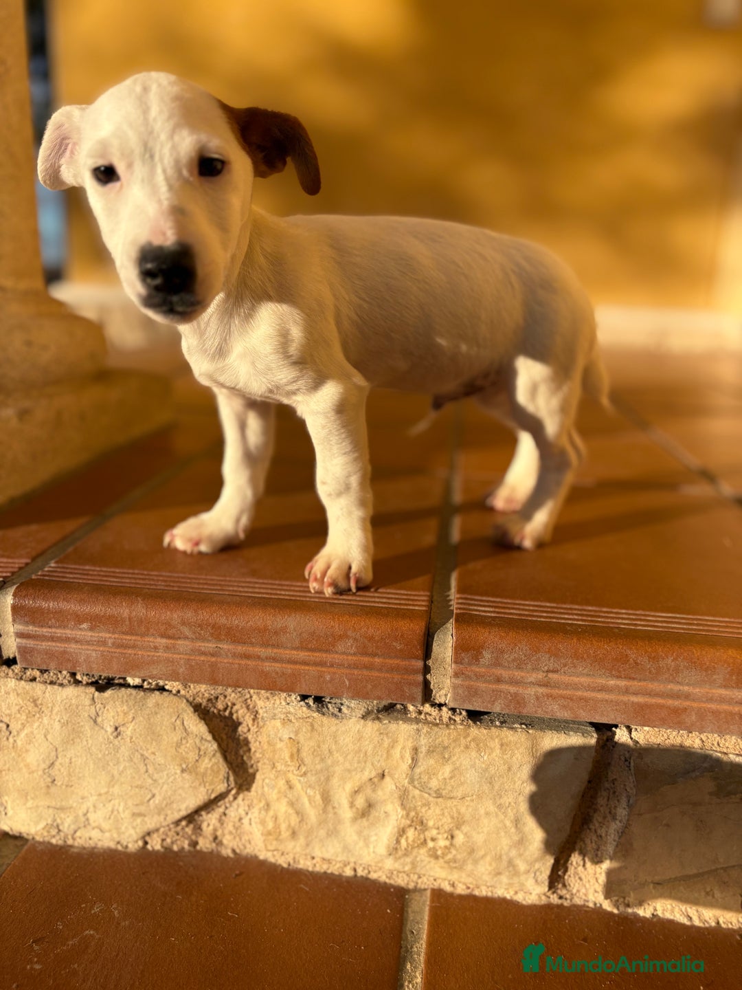 Jack Russell Terrier perros en venta: Cachorro macho de Jack Russell  - Anuncio 22