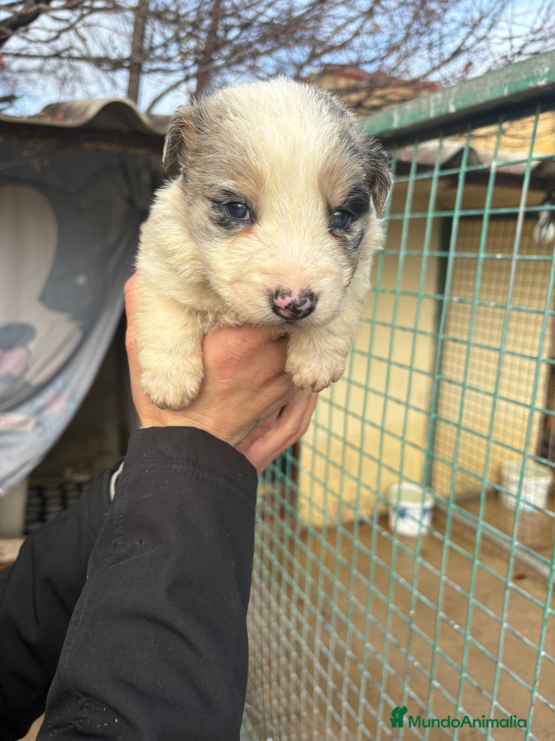 Border Collie perros en venta: Cachorro macho border collie merle  - Anuncio 13