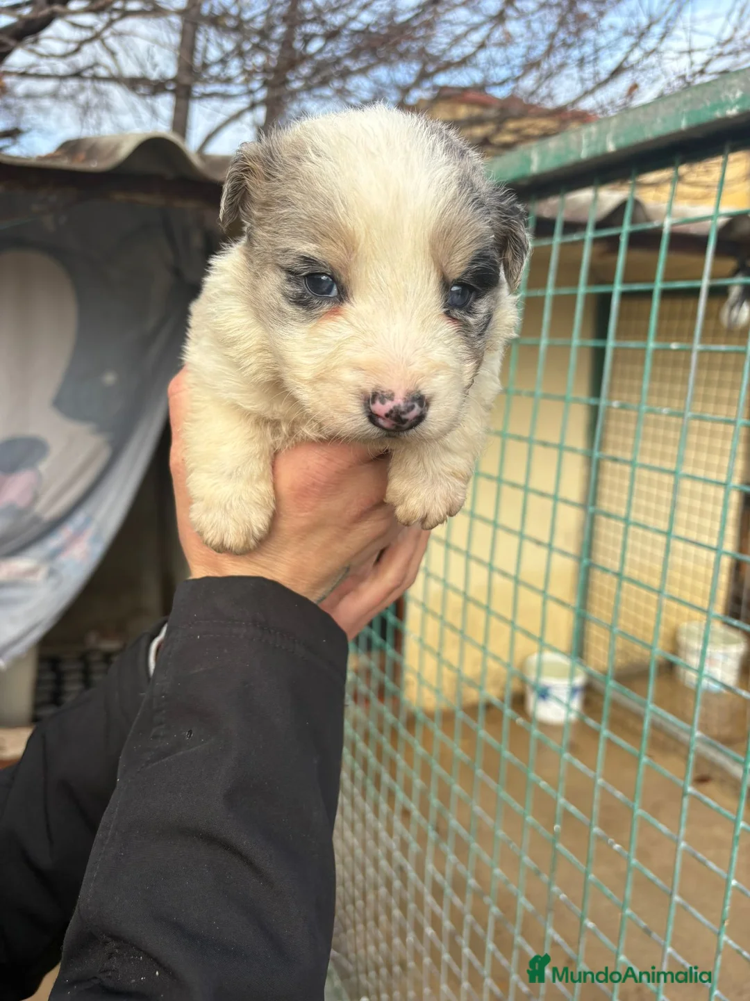 Border Collie perros en venta: Cachorro macho border collie merle  - Anuncio 13