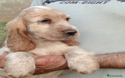 Cocker Spaniel Inglés perros en venta: Cocker - Imagen 4