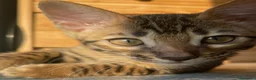 Bengalí gatos en venta: Hembra Bengalí Brown Spotted Tabby - Anuncio 3