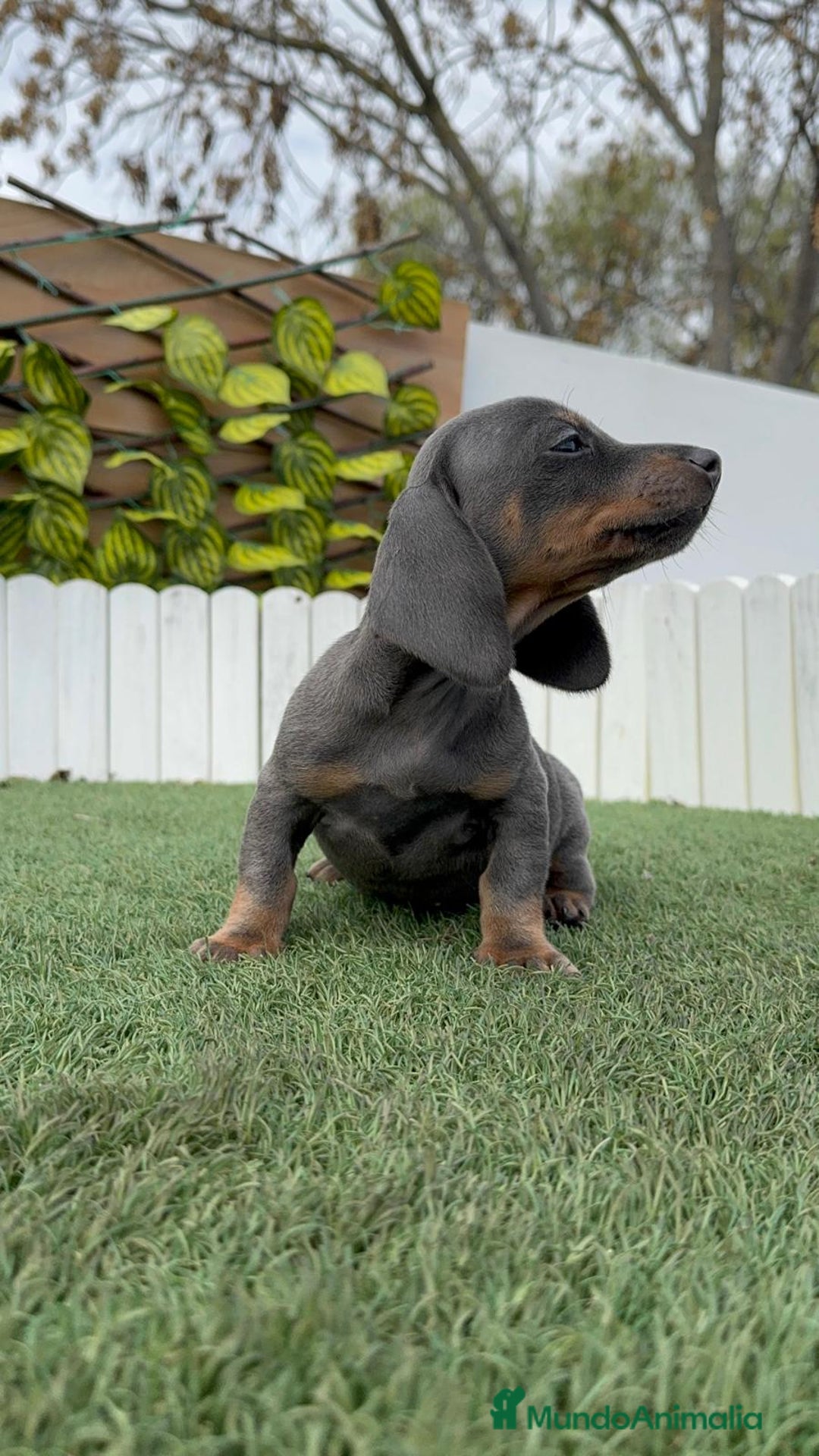 Teckel Miniatura perros en venta: TECKEL MINIATURA BLUE - Anuncio 16