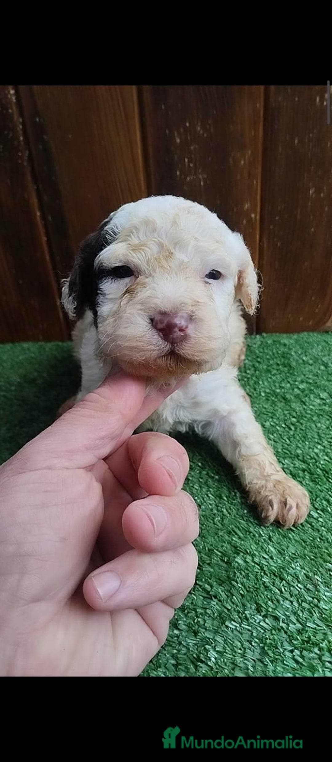 Perro de Agua Español perros en venta: Perro de agua  - Anuncio 3