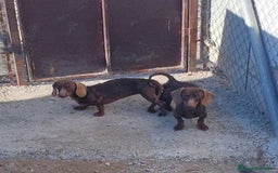 Teckel perros en venta: Teckel kanichen  - Imagen 5