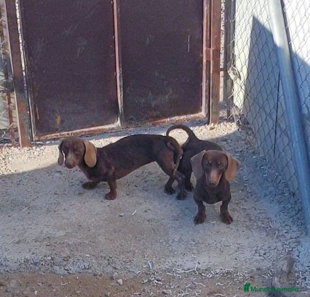 Teckel perros en venta: Teckel kanichen  - Imagen 5
