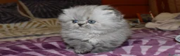 Persa gatos en venta: GATOS PERSAS HIMALAYOS  - Anuncio 5