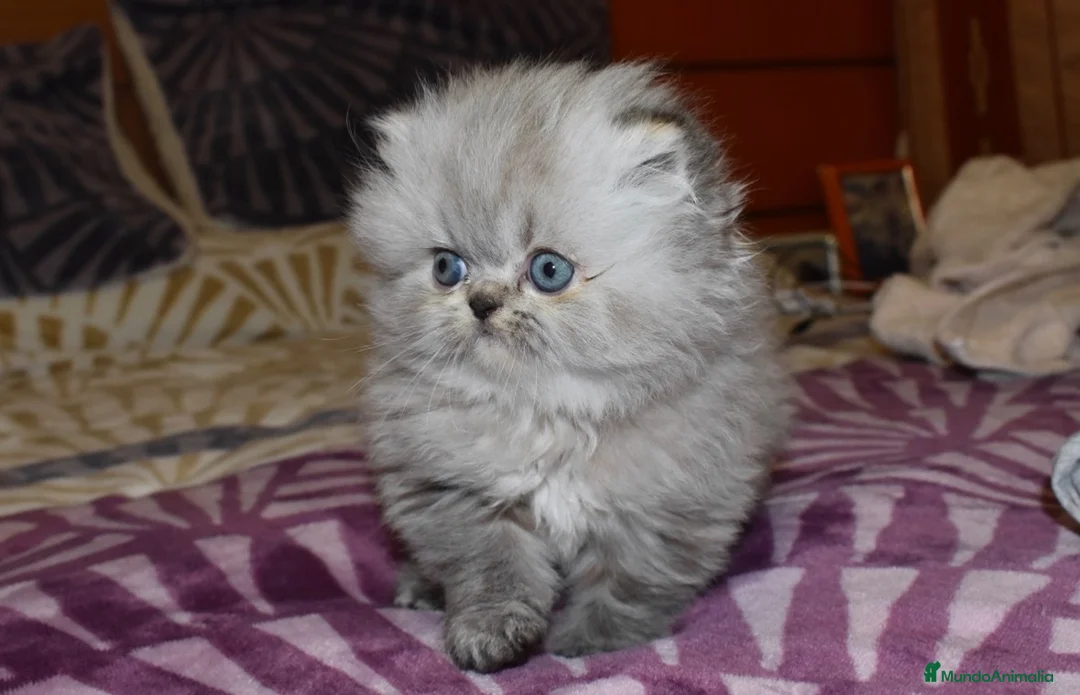 Persa gatos en venta: GATOS PERSAS HIMALAYOS  - Anuncio 5