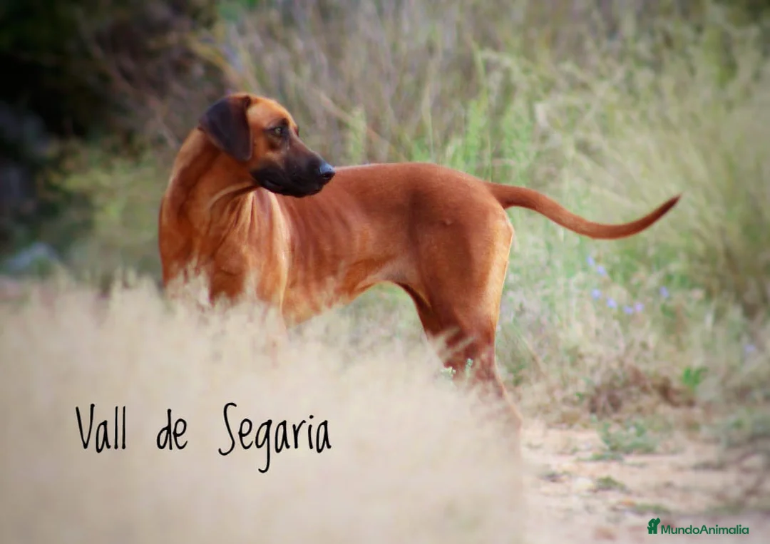 Imagen de galería {{count}}