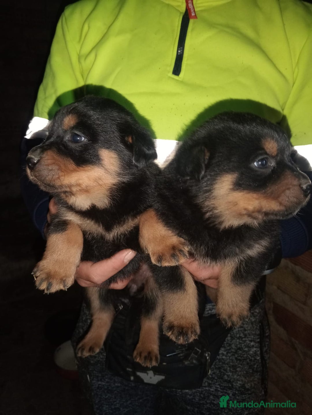 Rottweiler perros en venta: Rottweiler  - Anuncio 6