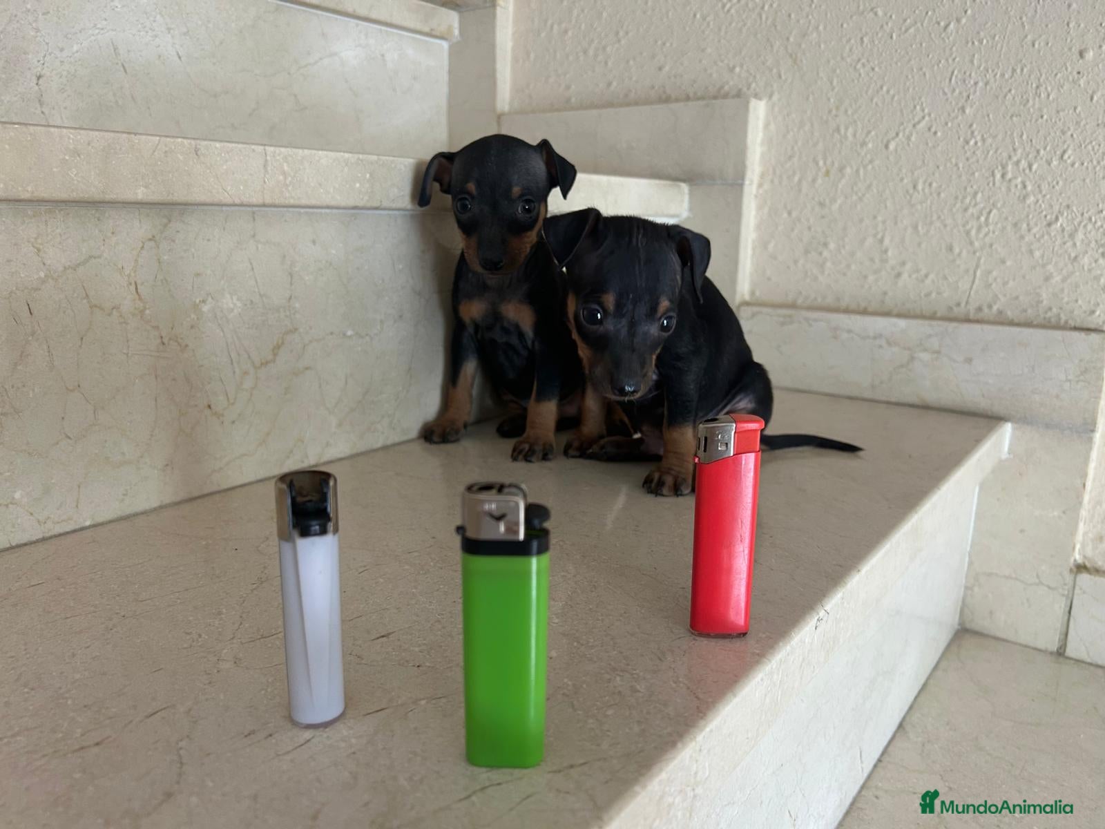 Pinscher Miniatura perros PINCHERS MINIATURAS  - Anuncio 1