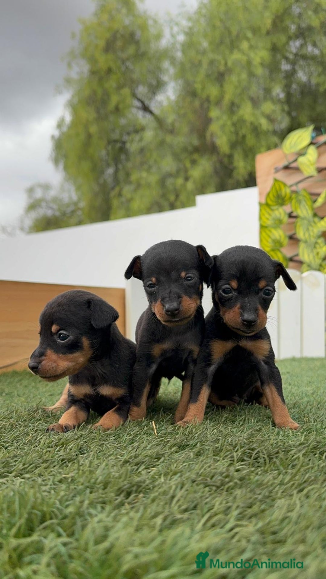 Pinscher Miniatura perros en venta: PINSCHER MINIATURA HEMBRAS - Imagen 17