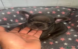 Bulldog Francés perros en venta: Bulldog francés - Imagen 1