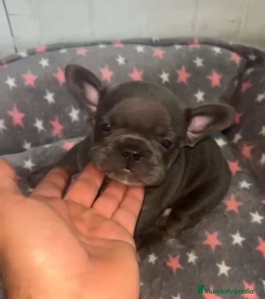Bulldog Francés perros en venta: Bulldog francés - Imagen 1