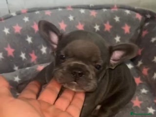Bulldog Francés perros - Anuncio 6