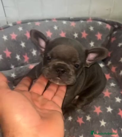 Bulldog Francés perros - Anuncio 5