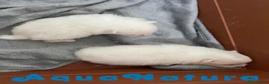 Pomerania