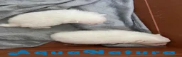 Pomerania perros en venta: Camada Pomerania de Grana y Pompom - Anuncio 4
