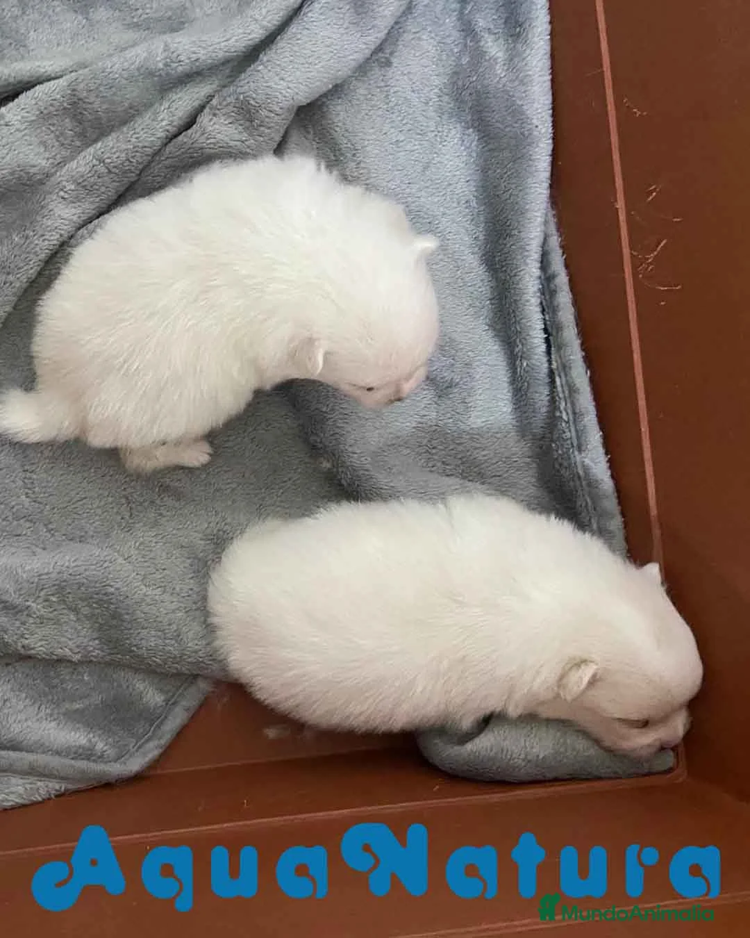 Pomerania perros en venta: Camada Pomerania de Grana y Pompom - Anuncio 4