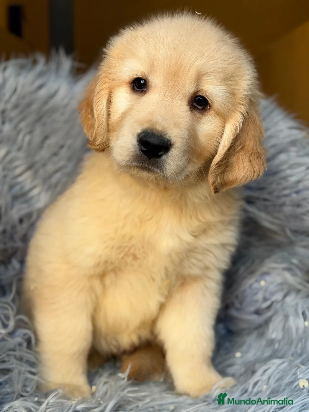 Golden Retriever perros en venta: Preciosos golden - Anuncio 4
