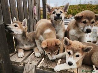 Shiba Inu perros - Anuncio 1