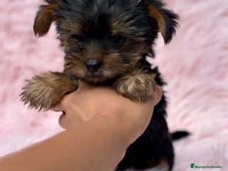 Yorkshire Terrier perros - Anuncio 36