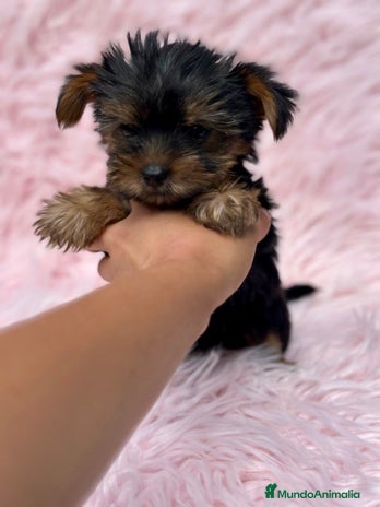 Yorkshire Terrier perros - Anuncio 2