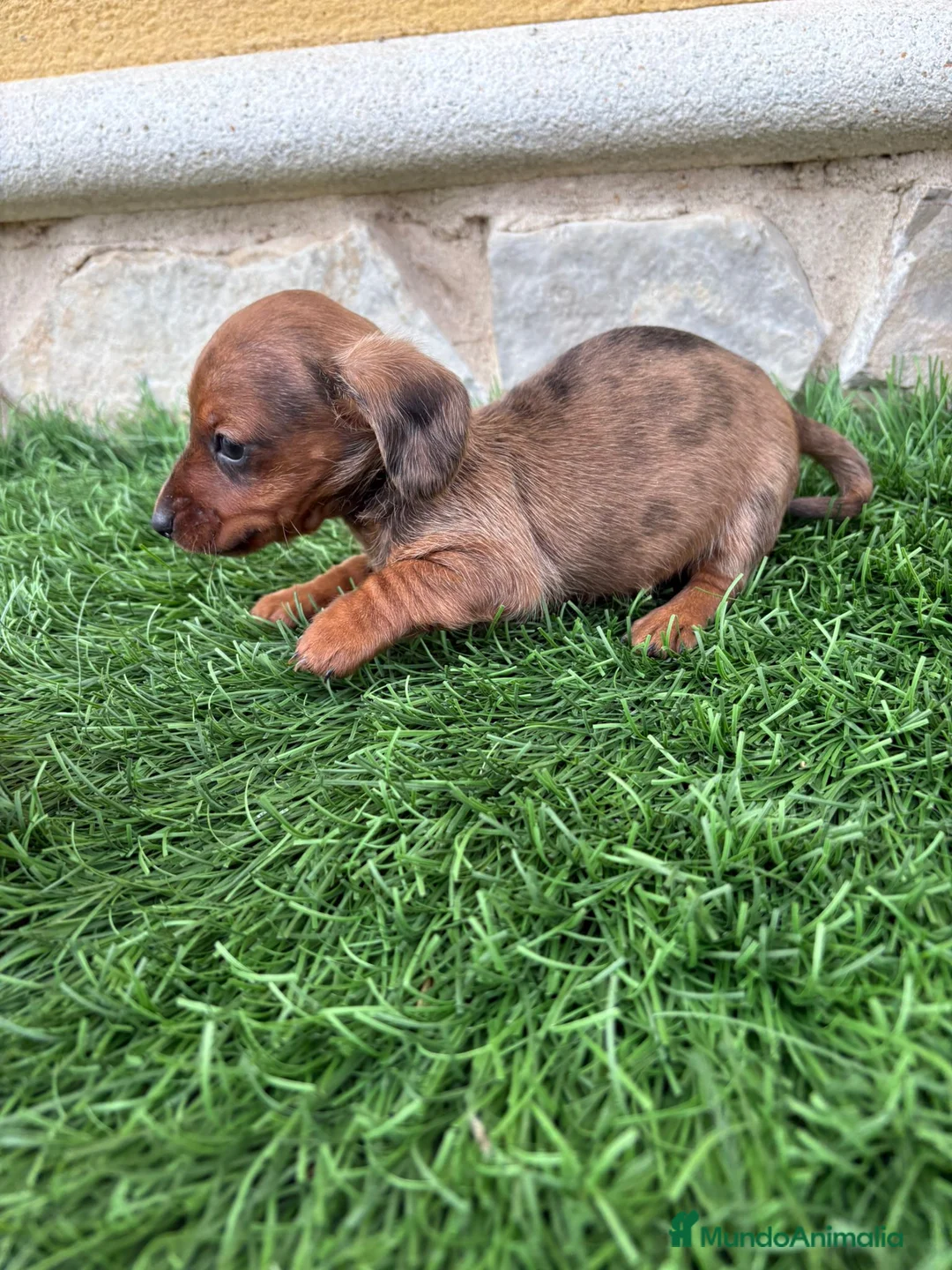 Teckel Miniatura perros en venta: Teckel Kaninchen merle chocolate diluido  - Anuncio 6