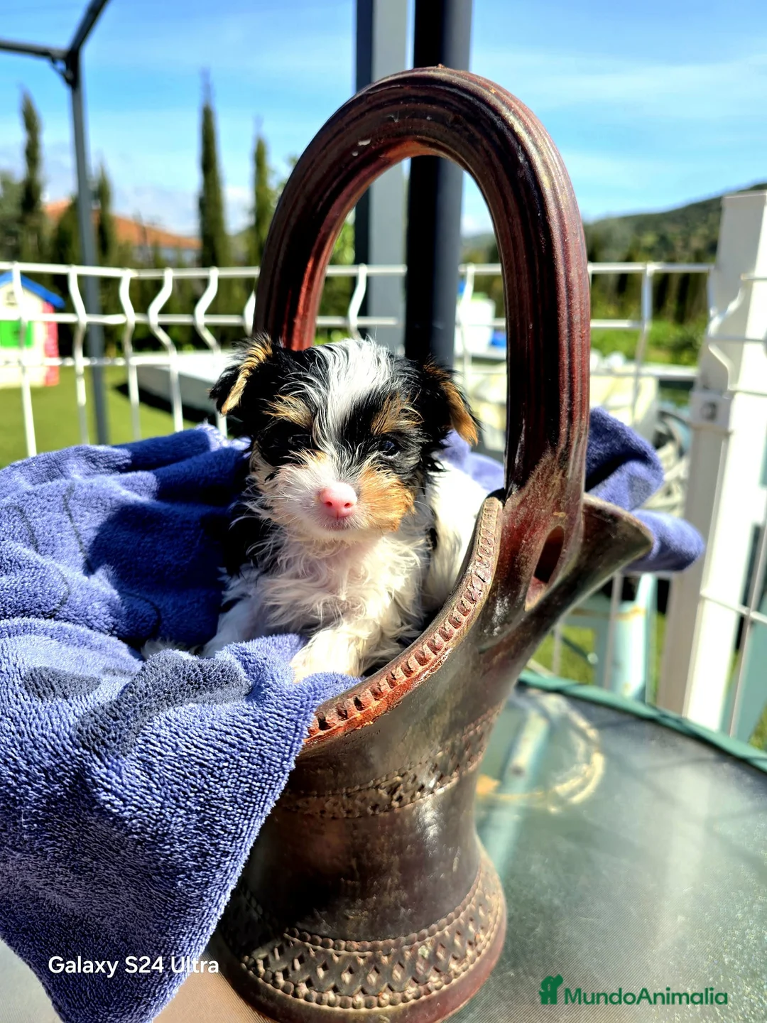 Biewer Yorkshire Terrier a la Pom Pon perros en venta: Yorkshire biewer - Anuncio 1