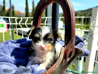 Biewer Yorkshire Terrier a la Pom Pon perros Yorkshire biewer - Anuncio 2