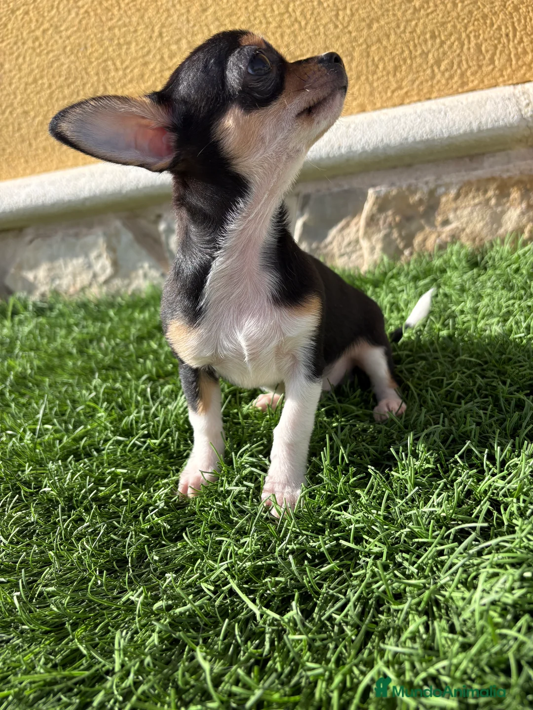 Chihuahua perros en venta: Chihuahua Toy tricolor macho - Anuncio 18
