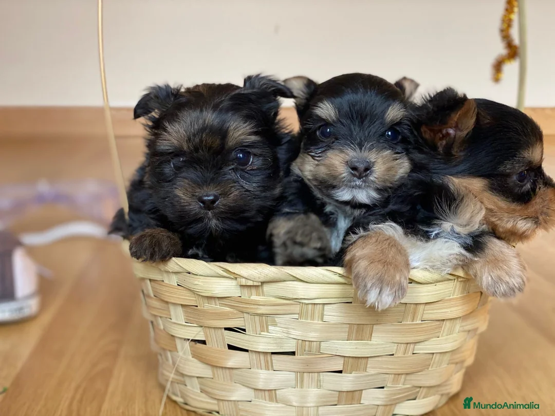 Yorkshire Terrier perros en venta: YORKSHIRE TOY //// MEJOR SELECCIÓN !!!! en Badajoz - Anuncio 6