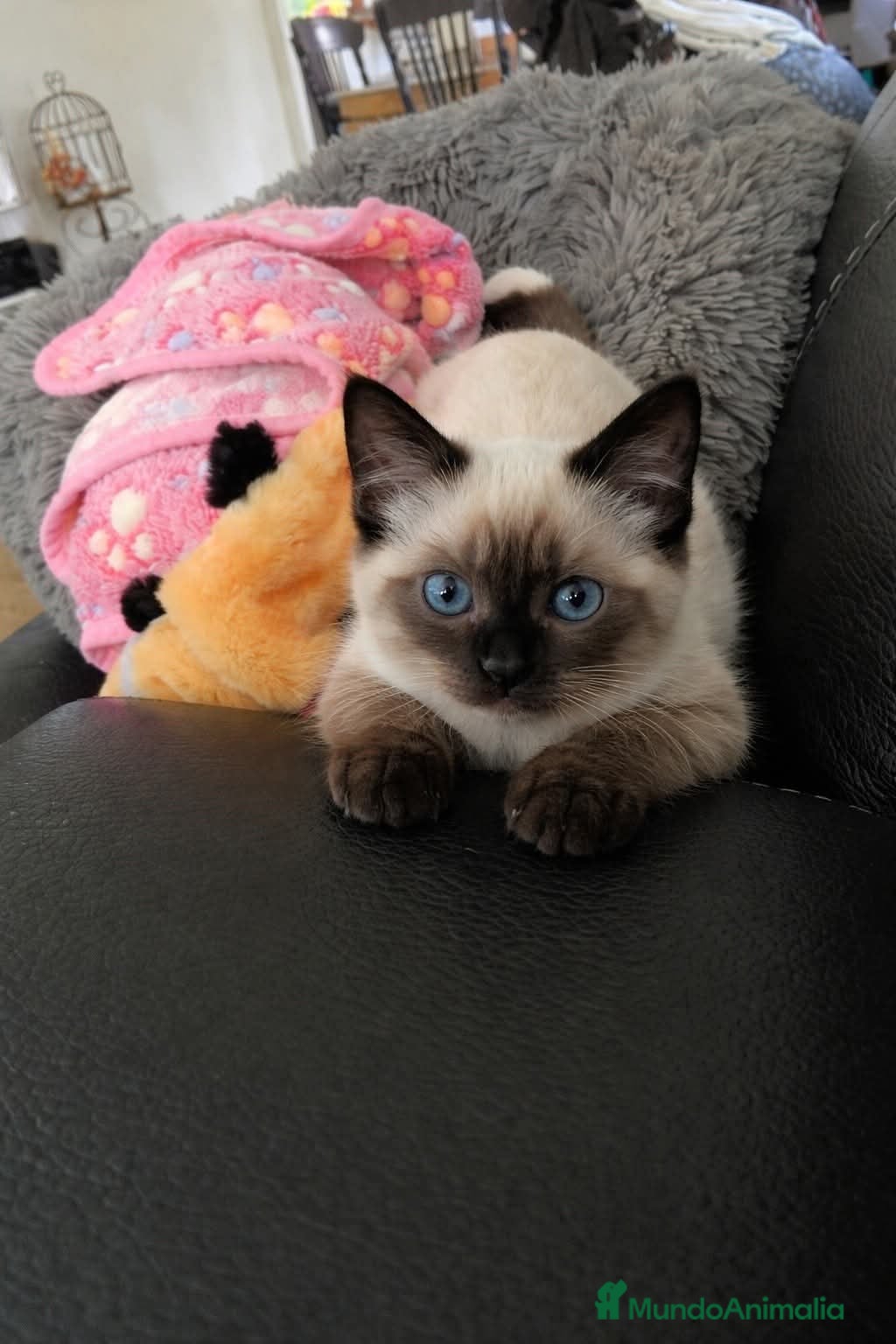 Siamés gatos GATITOS SIAMESES - Anuncio 3